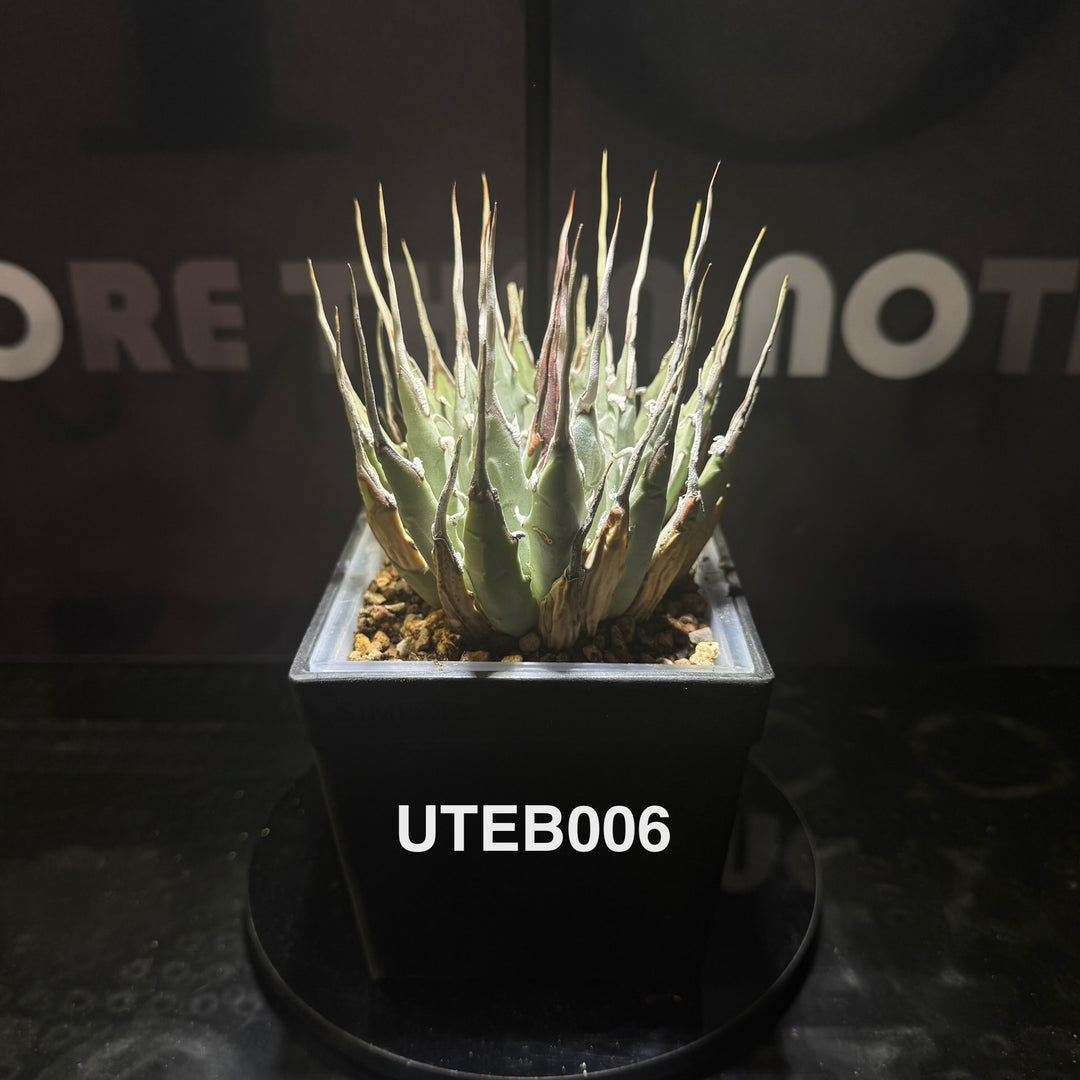 Agave Utahensis var. Eborispina【曲刺妖炎】[UTEB]