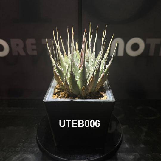 Agave Utahensis var. Eborispina【曲刺妖炎】[UTEB]
