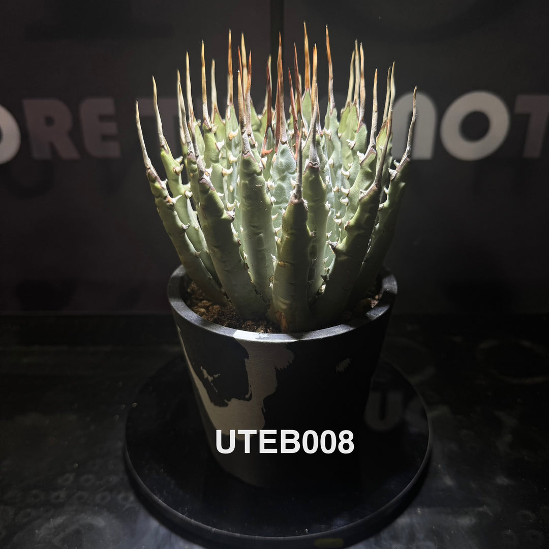 Agave Utahensis var. Eborispina【曲刺妖炎】[UTEB]