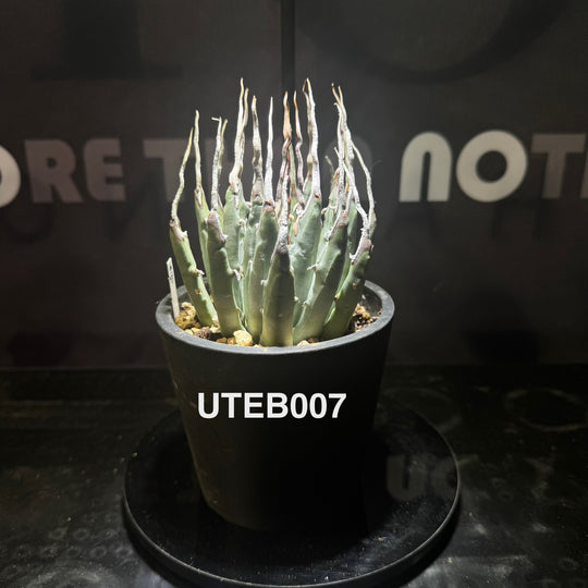 Agave Utahensis var. Eborispina【曲刺妖炎】[UTEB]