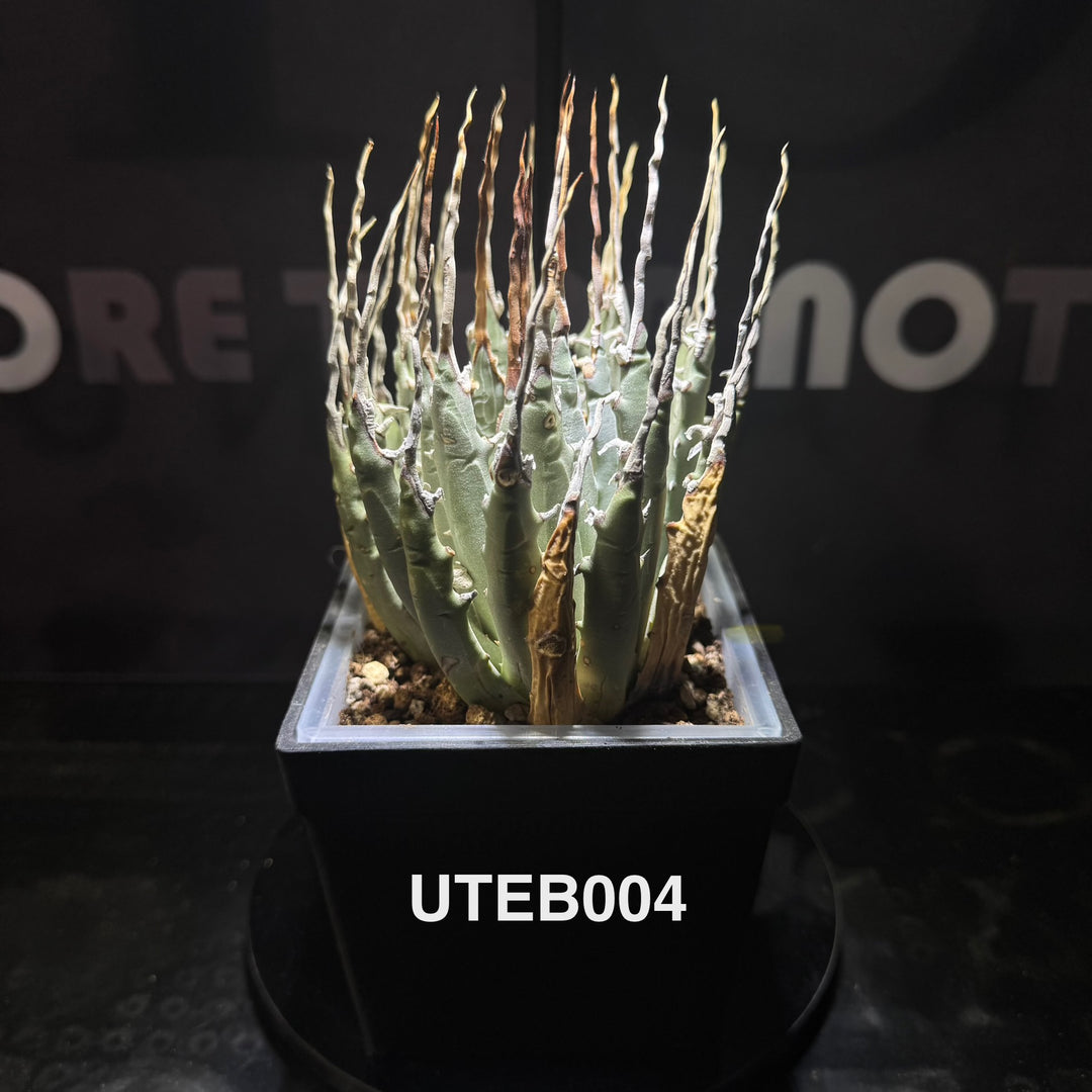 Agave Utahensis var. Eborispina【曲刺妖炎】[UTEB]