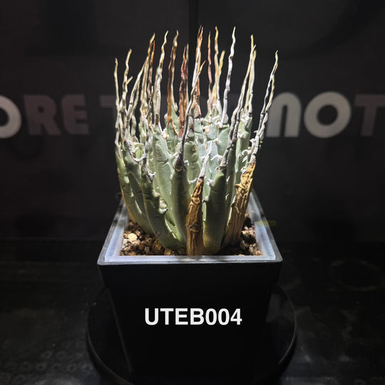 Agave Utahensis var. Eborispina【曲刺妖炎】[UTEB]