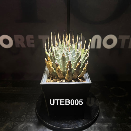 Agave Utahensis var. Eborispina【曲刺妖炎】[UTEB]