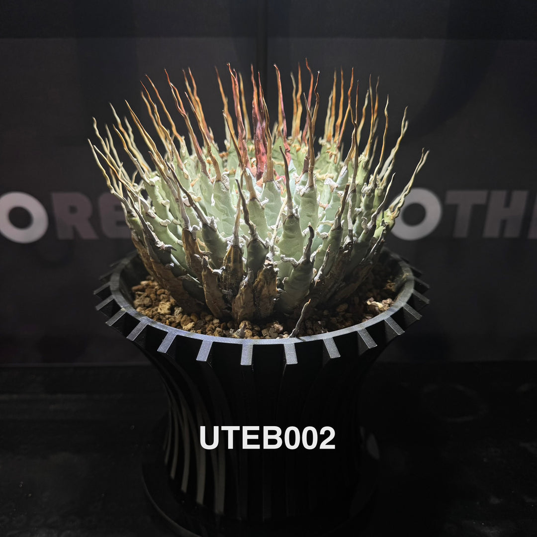 Agave Utahensis var. Eborispina【曲刺妖炎】[UTEB]
