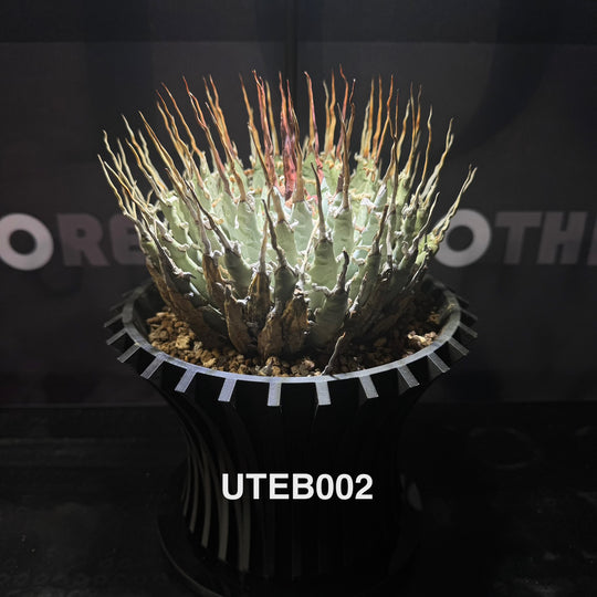 Agave Utahensis var. Eborispina【曲刺妖炎】[UTEB]