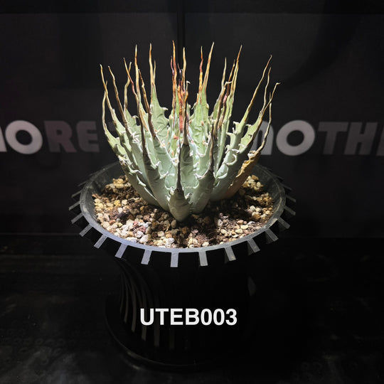 Agave Utahensis var. Eborispina【曲刺妖炎】[UTEB]