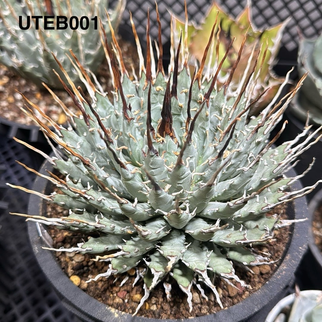 Agave Utahensis var. Eborispina【曲刺妖炎】[UTEB] – MONO Plant House