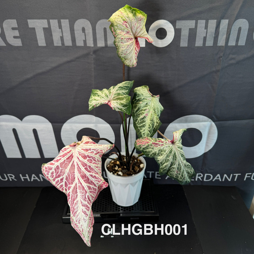 Caladium Bicolor 【PepperMint】【胡椒薄荷】 [CLHGBH]