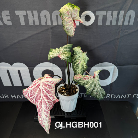 Caladium Bicolor 【PepperMint】【胡椒薄荷】 [CLHGBH]