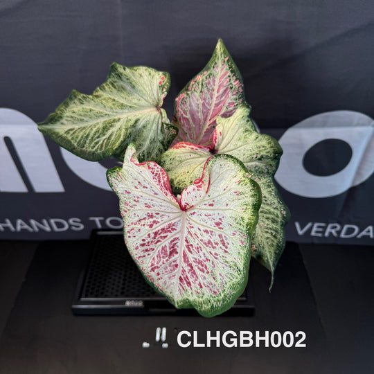 Caladium Bicolor 【PepperMint】【胡椒薄荷】 [CLHGBH]