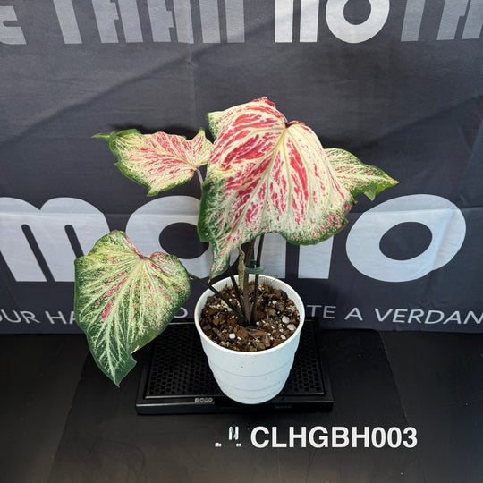 Caladium Bicolor 【PepperMint】【胡椒薄荷】 [CLHGBH]
