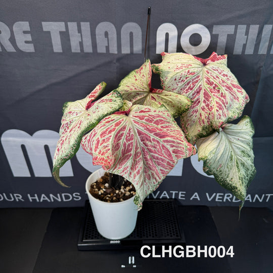 Caladium Bicolor 【PepperMint】【胡椒薄荷】 [CLHGBH]