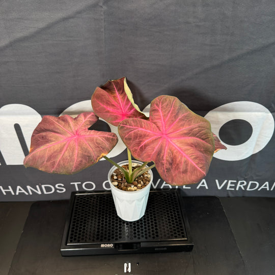 Caladium Bicolor 【Pink Barbie】【粉色芭比】 [CLBABI]
