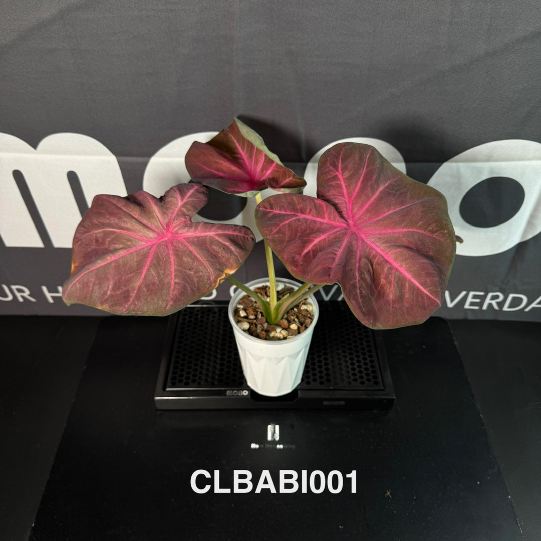Caladium Bicolor 【Pink Barbie】【粉色芭比】 [CLBABI]