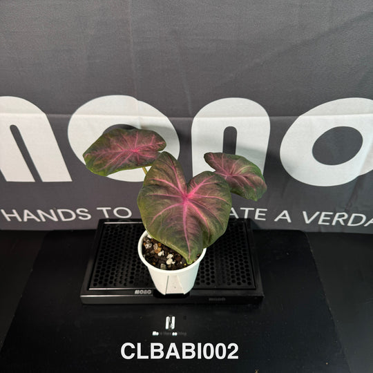 Caladium Bicolor 【Pink Barbie】【粉色芭比】 [CLBABI]