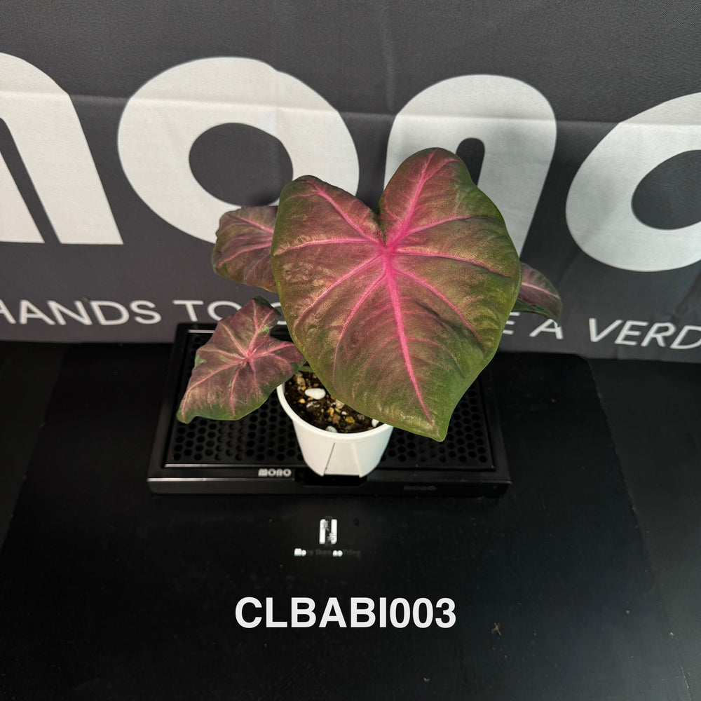 Caladium Bicolor 【Pink Barbie】【粉色芭比】 [CLBABI]