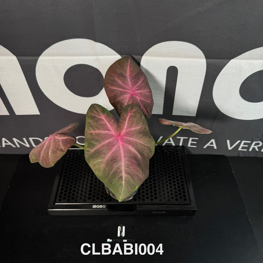 Caladium Bicolor 【Pink Barbie】【粉色芭比】 [CLBABI]