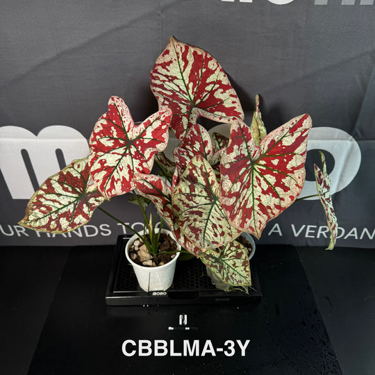 Caladium Bicolor 【Bloody Marry】【猩红玛丽】 [CBBLMA]
