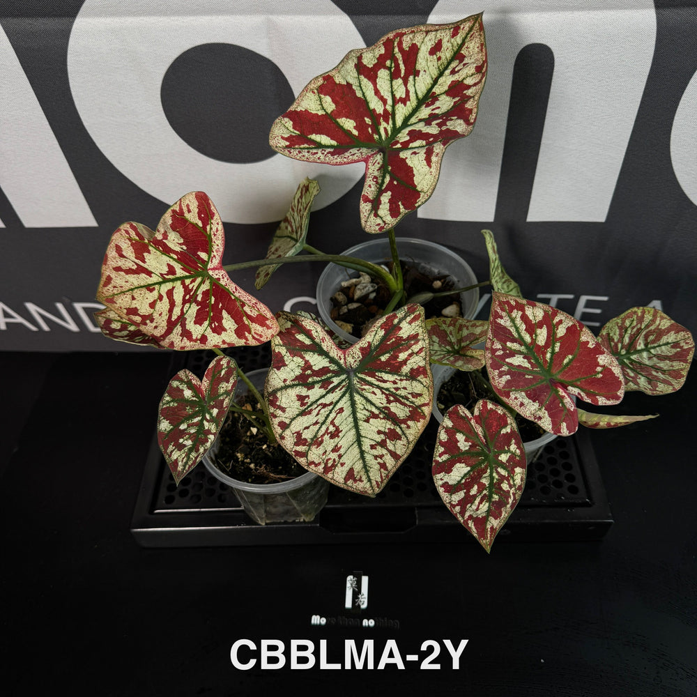 Caladium Bicolor 【Bloody Marry】【猩红玛丽】 [CBBLMA]