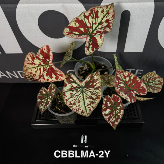 Caladium Bicolor 【Bloody Marry】【猩红玛丽】 [CBBLMA]