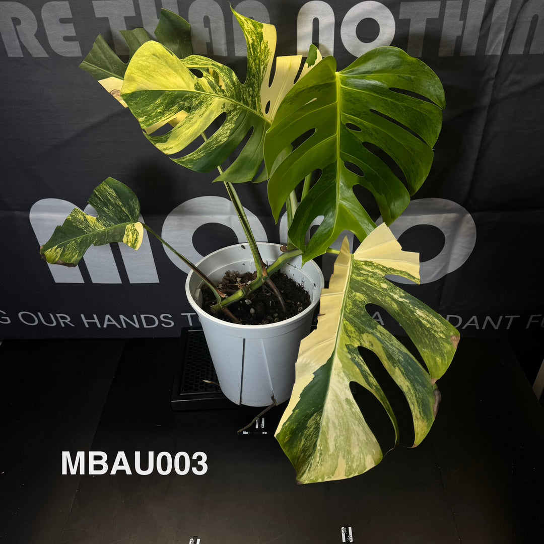 Monstera Borsigiana Aurea Var.【长茎黄】[MBAU]