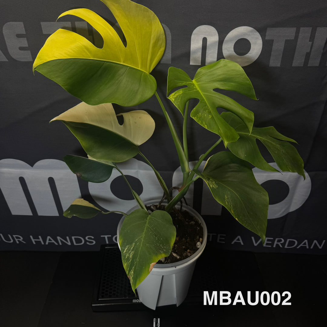 Monstera Borsigiana Aurea Var.【长茎黄】[MBAU]