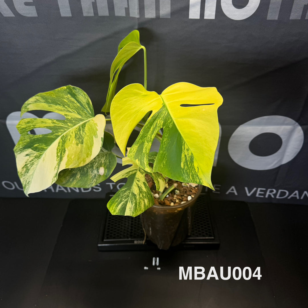 Monstera Borsigiana Aurea Var.【长茎黄】[MBAU]