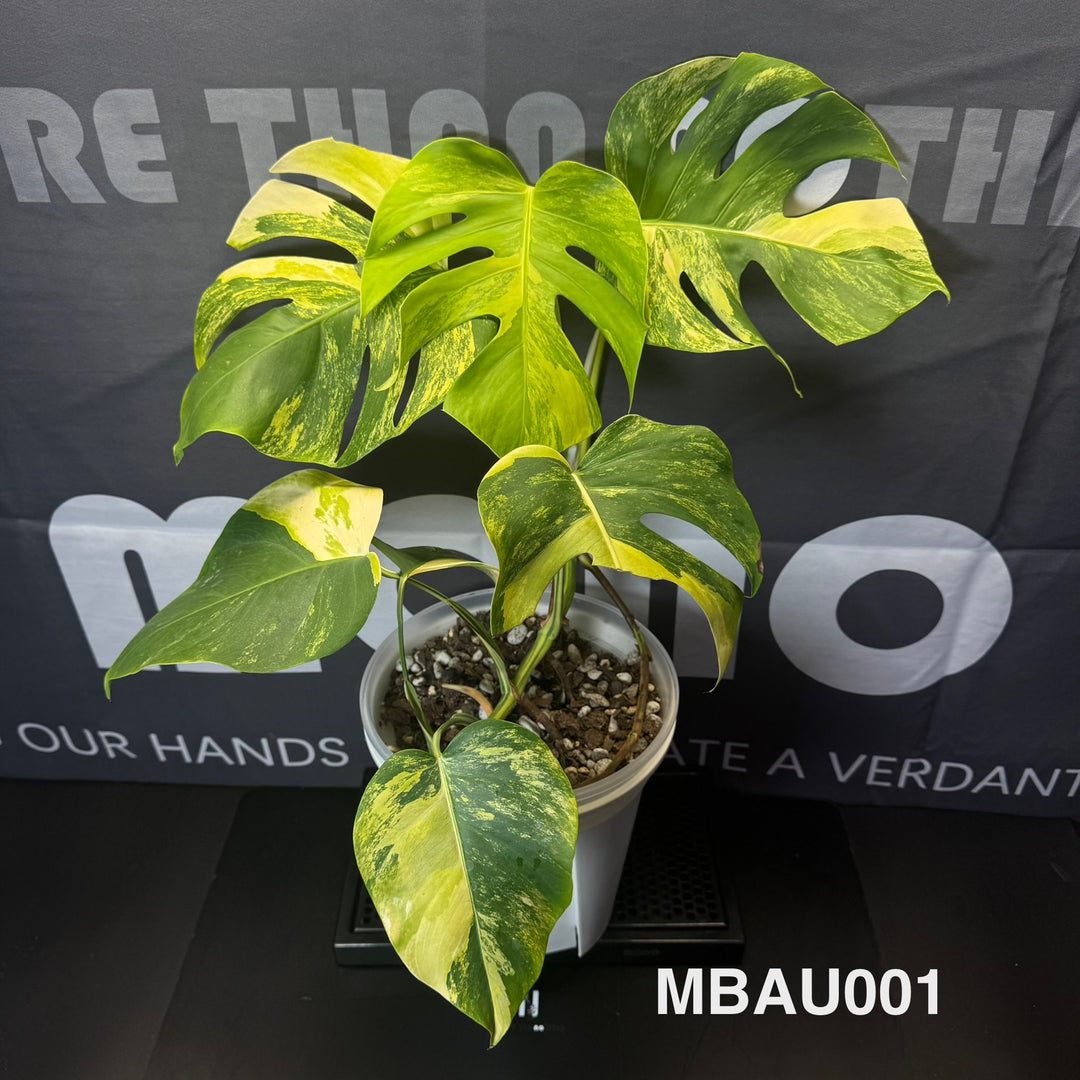 Monstera Borsigiana Aurea Var.【长茎黄】[MBAU]