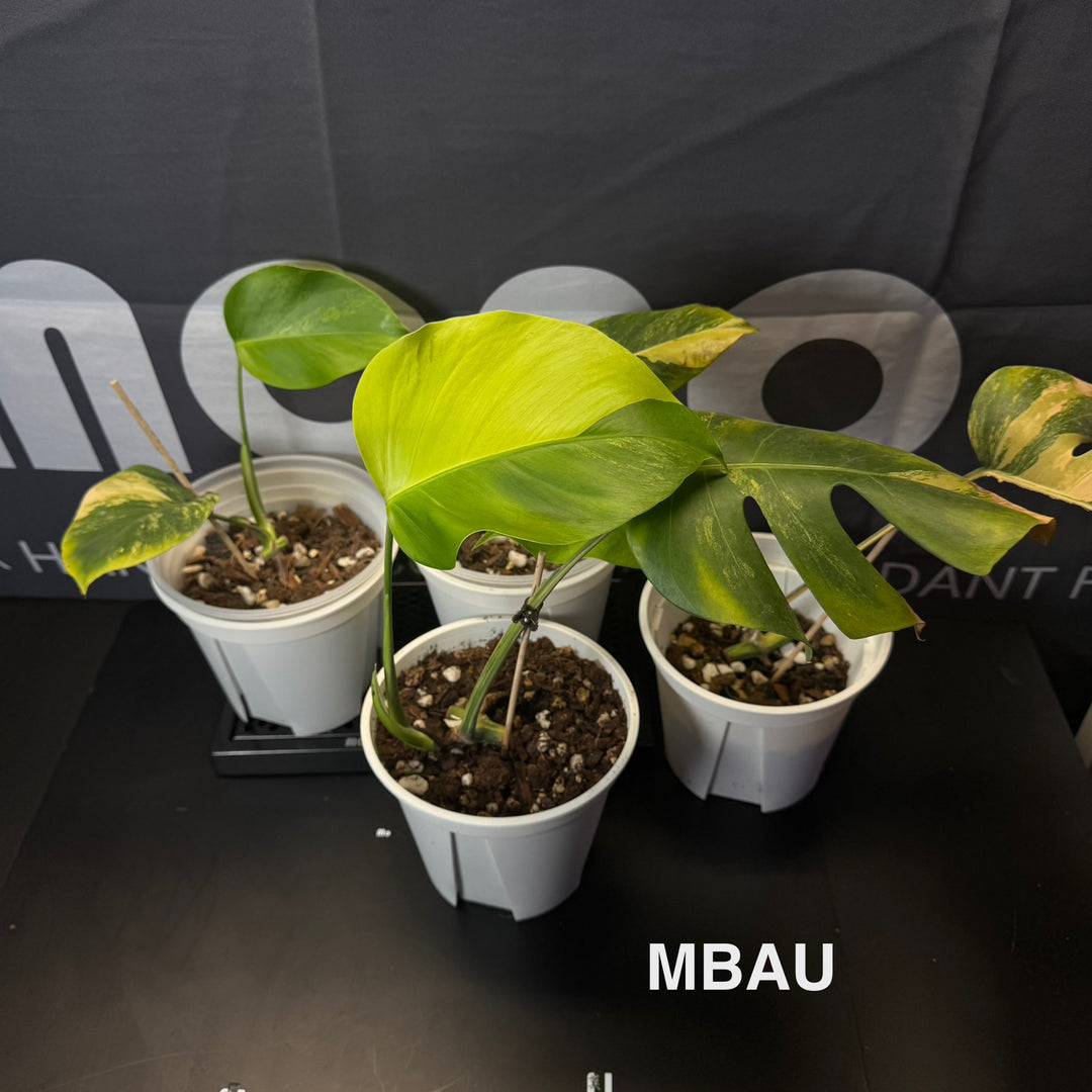 Monstera Borsigiana Aurea Var.【长茎黄】[MBAU]