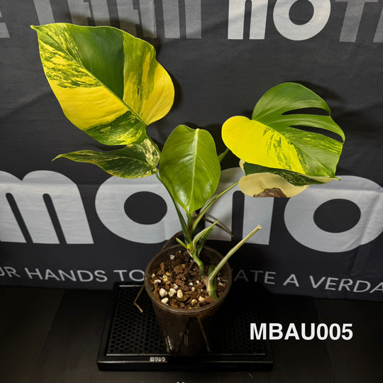 Monstera Borsigiana Aurea Var.【长茎黄】[MBAU]