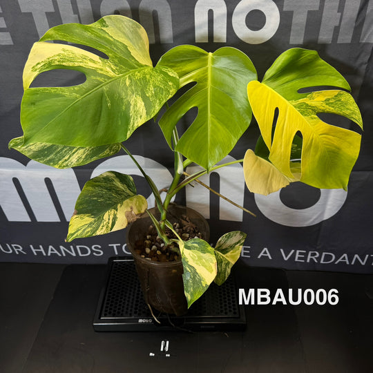 Monstera Borsigiana Aurea Var.【长茎黄】[MBAU]