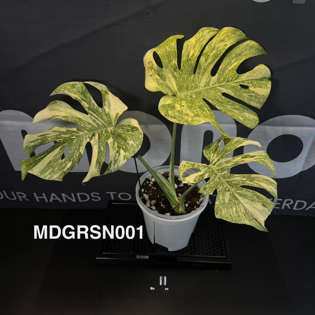 Monstera Deliciosa 【Green Snow】【绿雪】[MDGRSN] – MONO Plant House