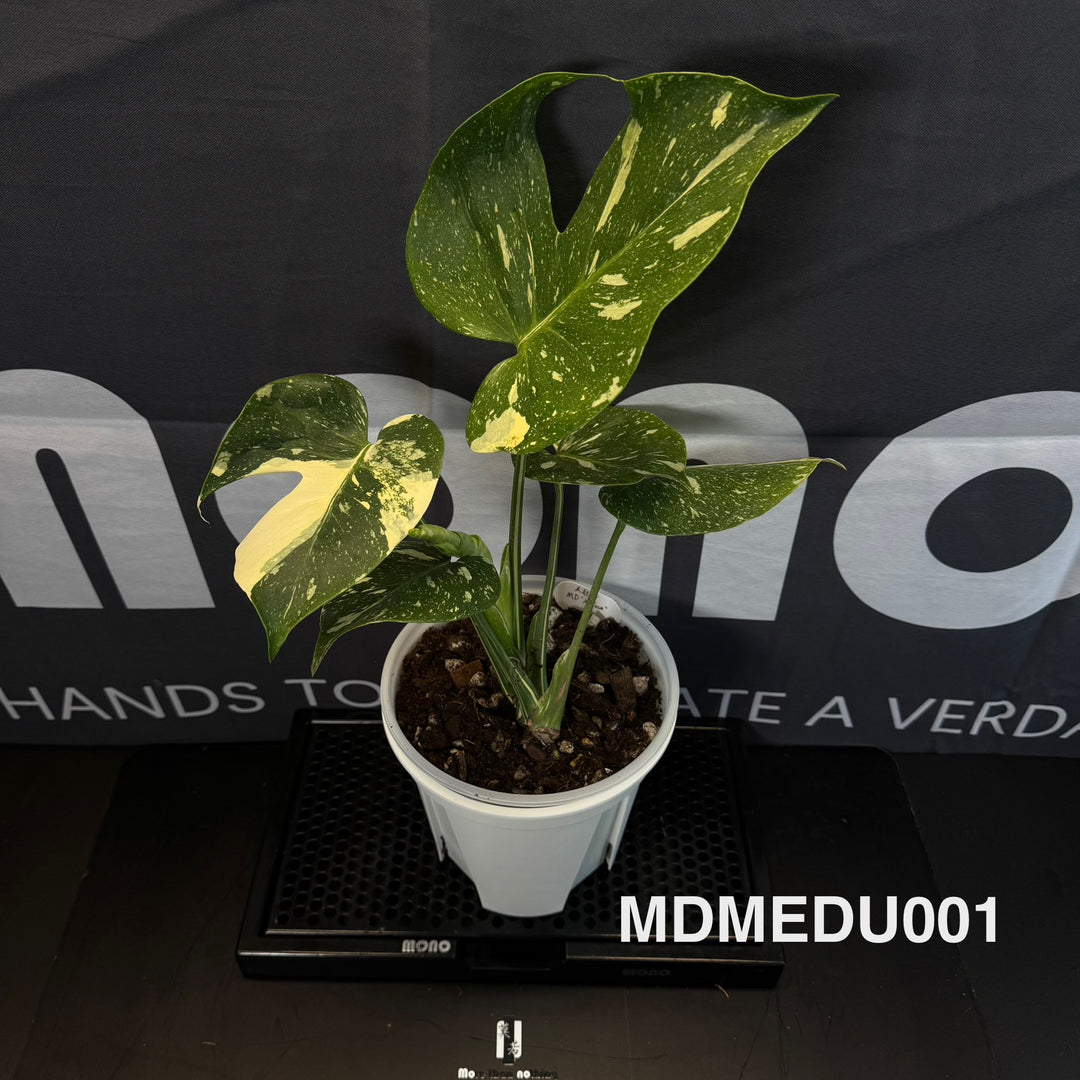Monstera Deliciosa 【Medusa】【美杜莎】[MDMEDU]