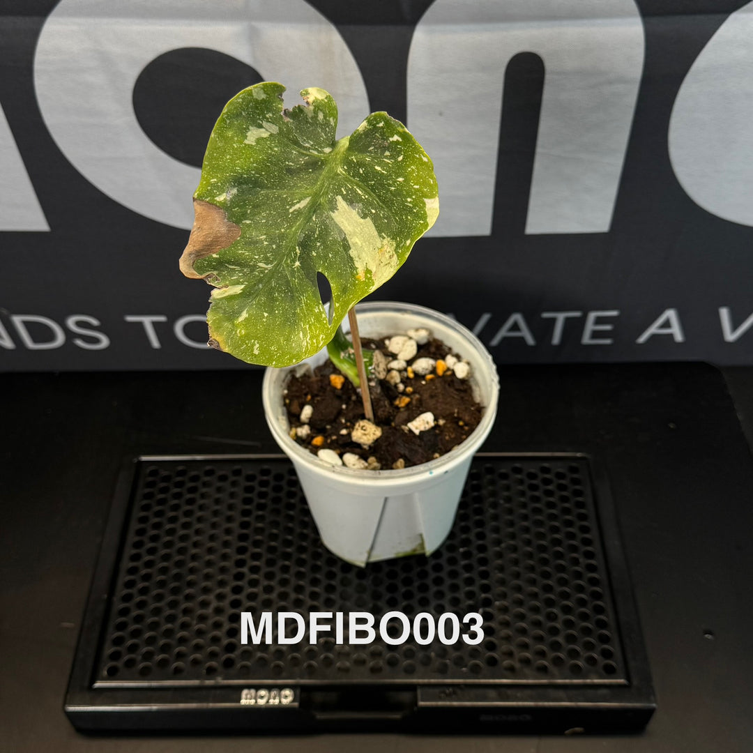 Monstera Deliciosa 【Fish Bone】【鱼骨】[MDFIBO]