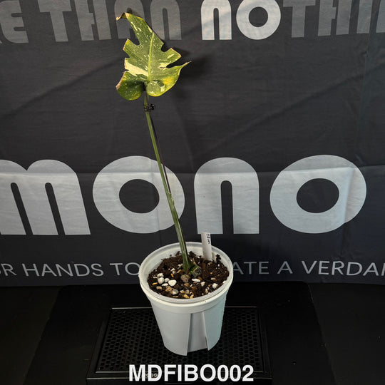 Monstera Deliciosa 【Fish Bone】【鱼骨】[MDFIBO]