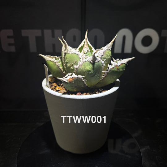 Agave Titanota 'Werewolf'【狼人】[TTWW]