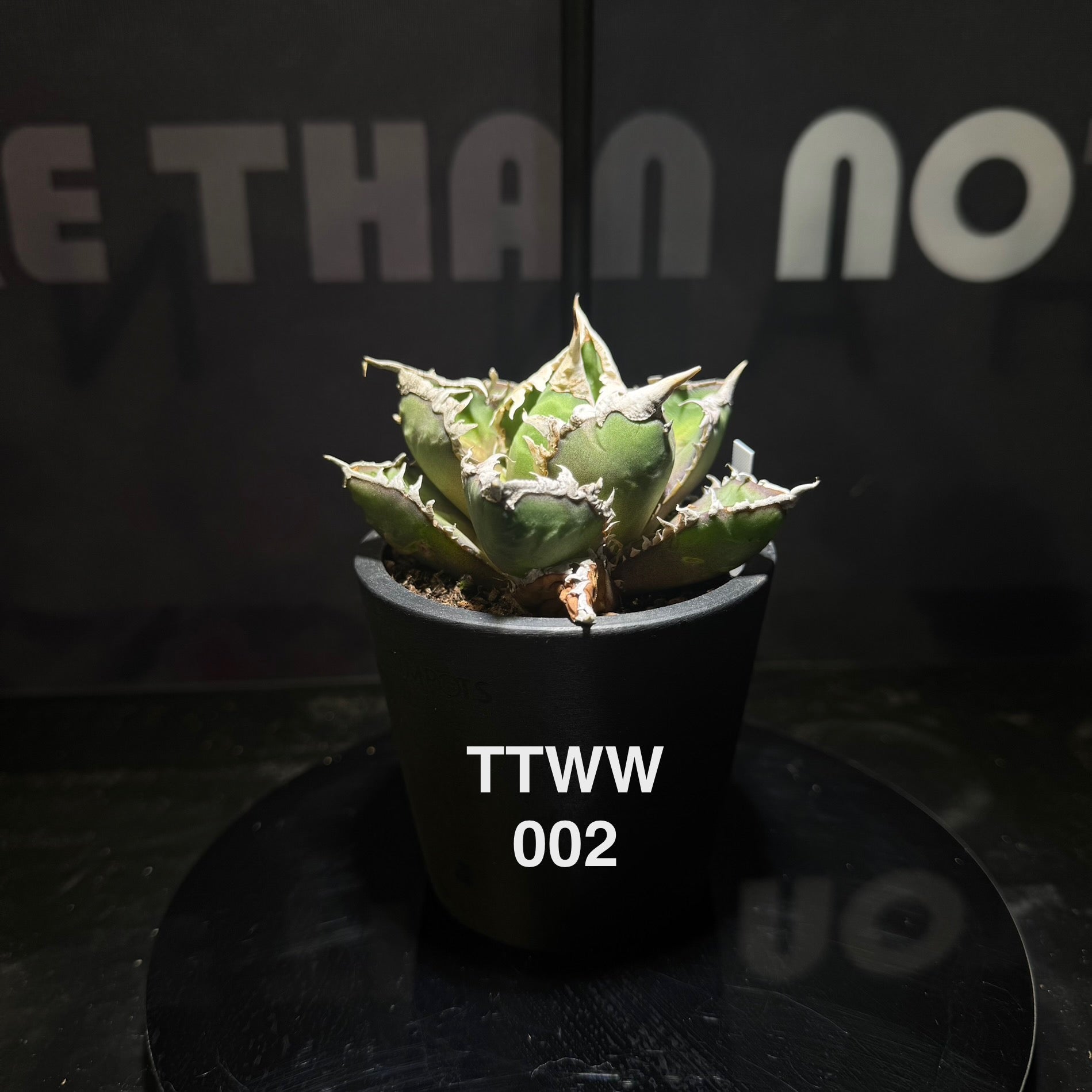 Agave – MONO Plant House