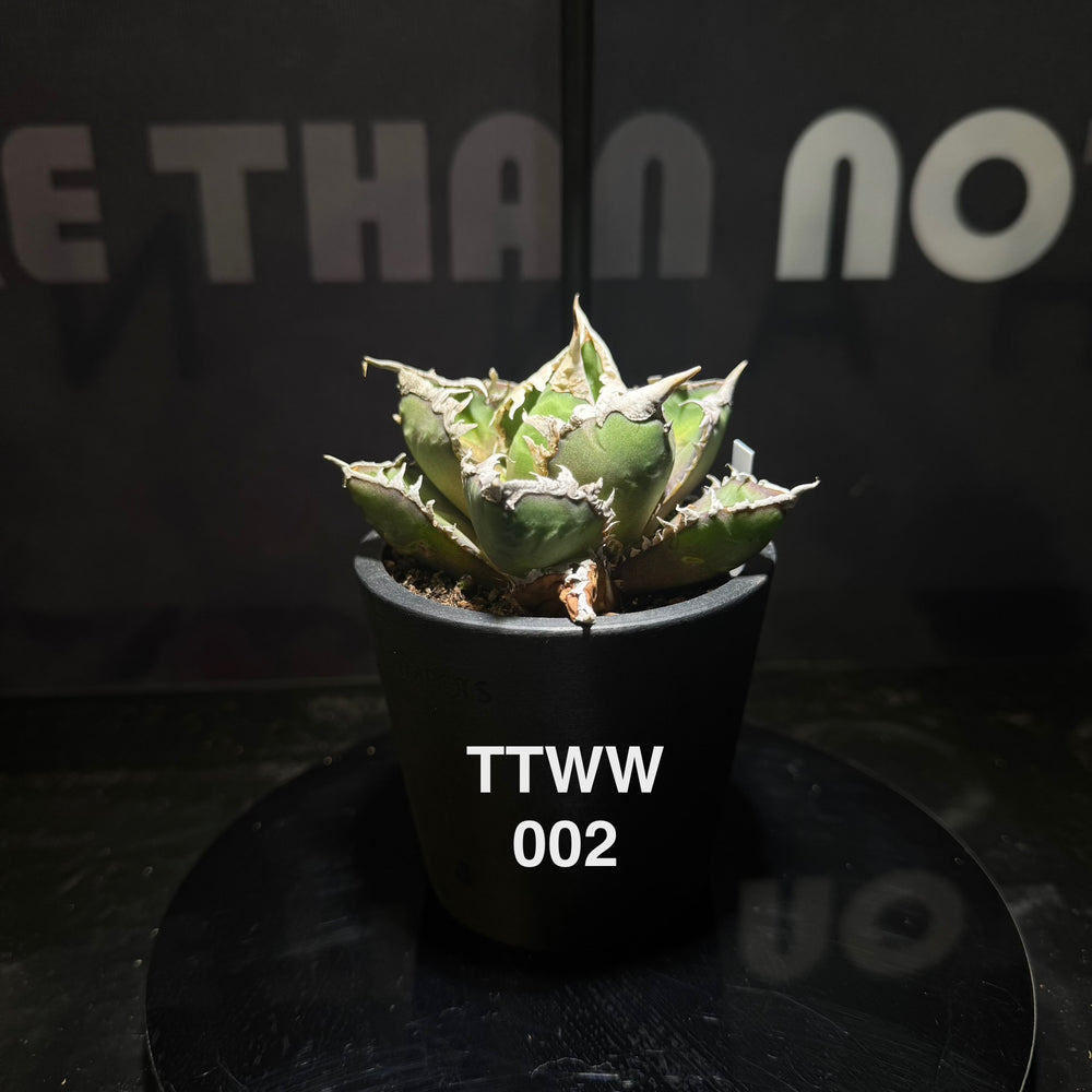 Agave Titanota 'Werewolf'【狼人】[TTWW]