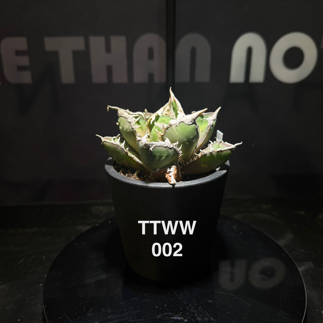 Agave Titanota 'Werewolf'【狼人】[TTWW]