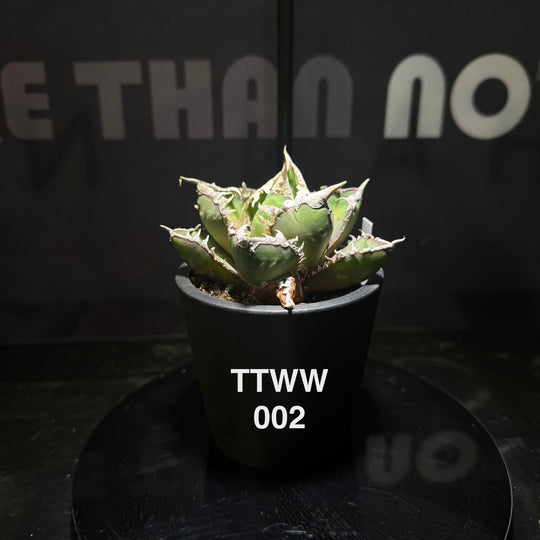 Agave Titanota 'Werewolf'【狼人】[TTWW]