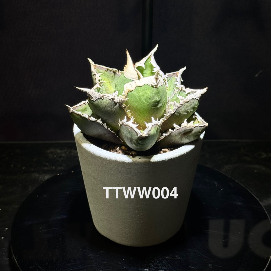 Agave Titanota 'Werewolf'【狼人】[TTWW]
