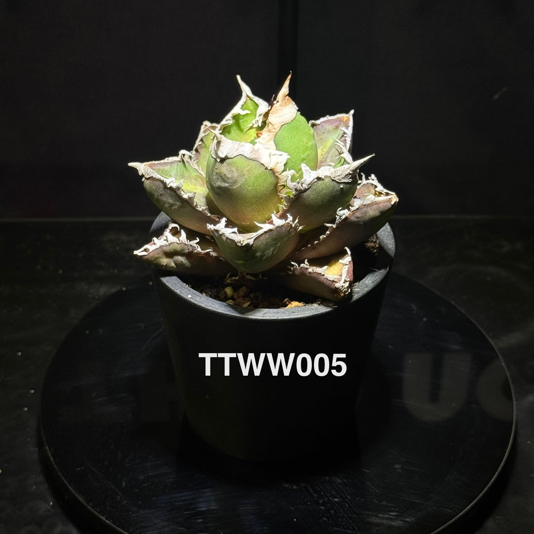 Agave Titanota 'Werewolf'【狼人】[TTWW]