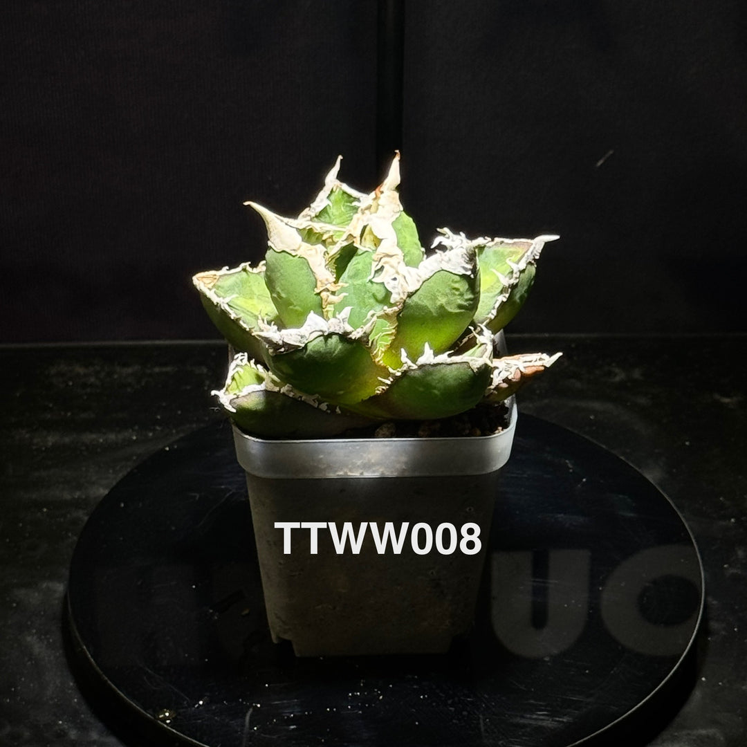 Agave Titanota 'Werewolf'【狼人】[TTWW]