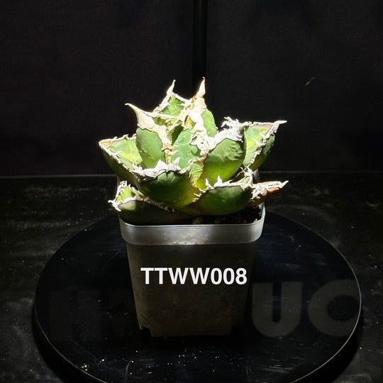 Agave Titanota 'Werewolf'【狼人】[TTWW]