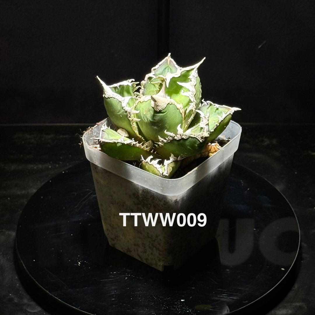 Agave Titanota 'Werewolf'【狼人】[TTWW]