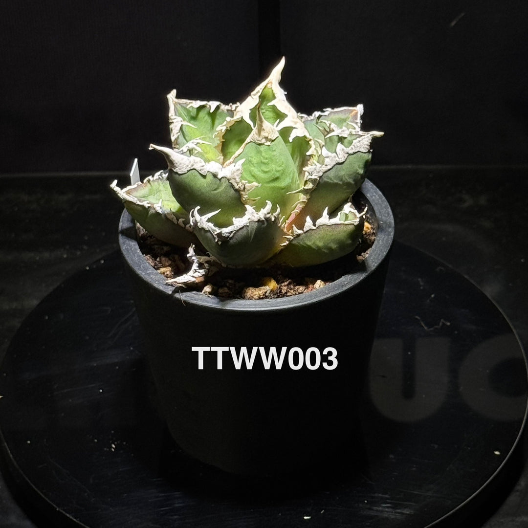 Agave Titanota 'Werewolf'【狼人】[TTWW]