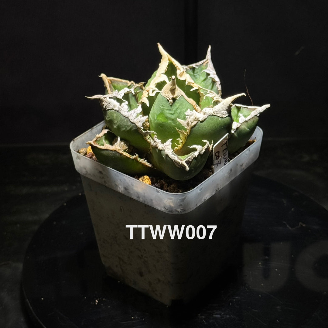 Agave Titanota 'Werewolf'【狼人】[TTWW]