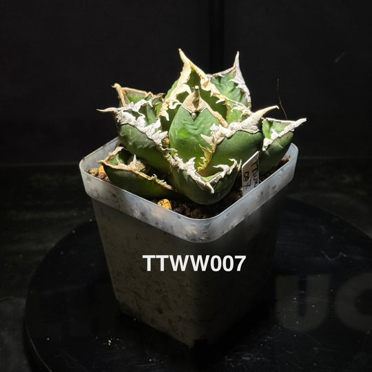 Agave Titanota 'Werewolf'【狼人】[TTWW]
