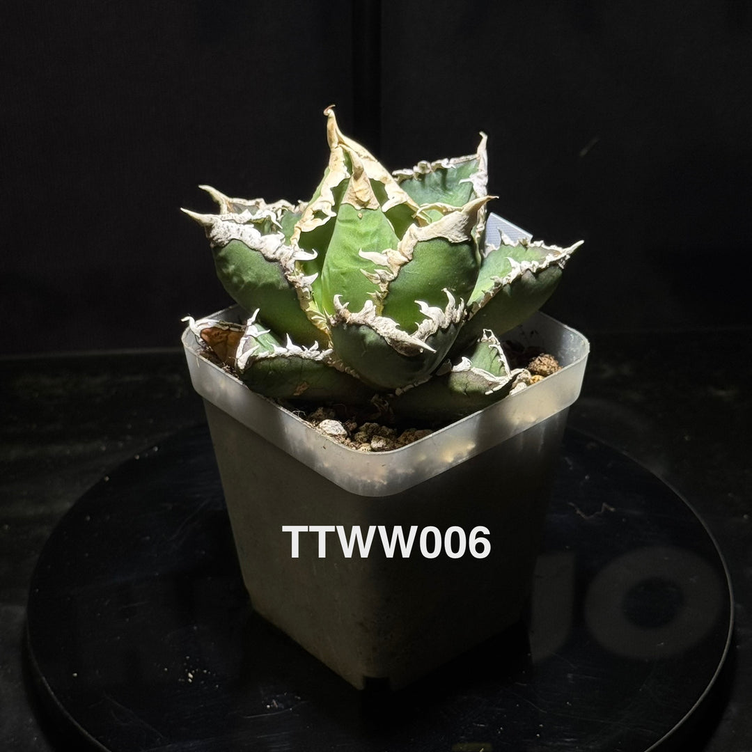 Agave Titanota 'Werewolf'【狼人】[TTWW]