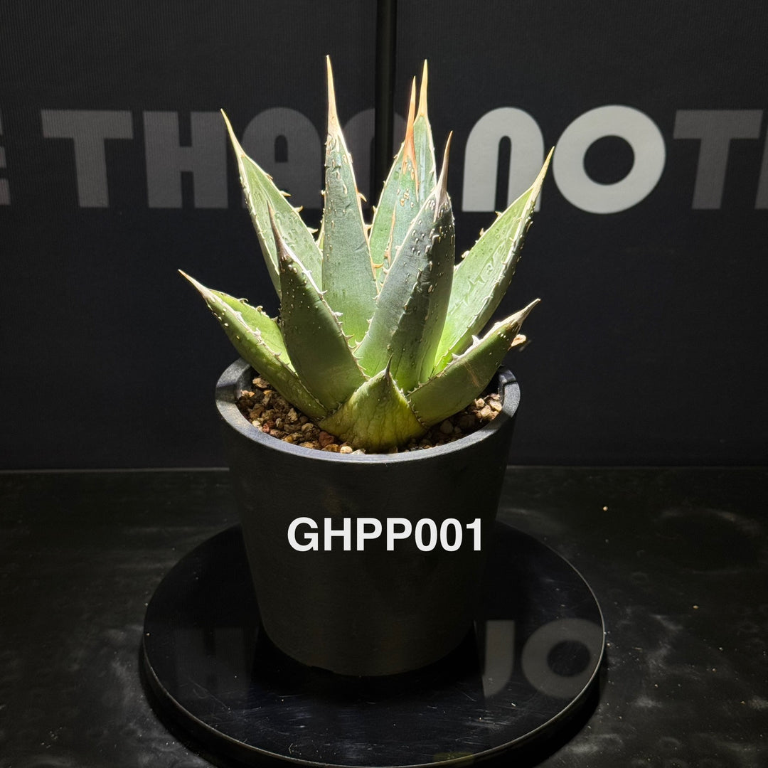Agave Ghiesbreghtii Purpusorum【强刺帝释天】[GHPP]